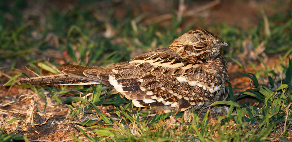 Slender-tailed Nightjar photo