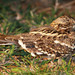 Slender-tailed Nightjar - Photo (c) Yvonne A. de Jong, all rights reserved, uploaded by Yvonne A. de Jong