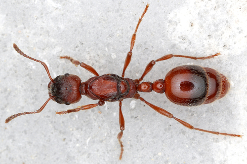 Manica rubida | Native Nature