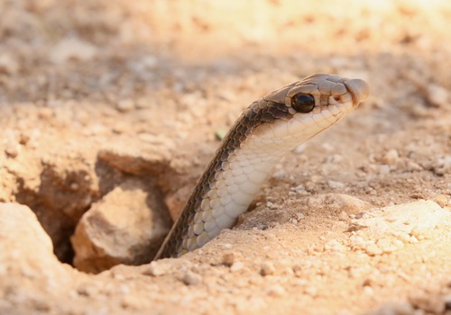 Western Patch-nosed Snake
