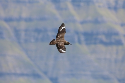 Great Skua
