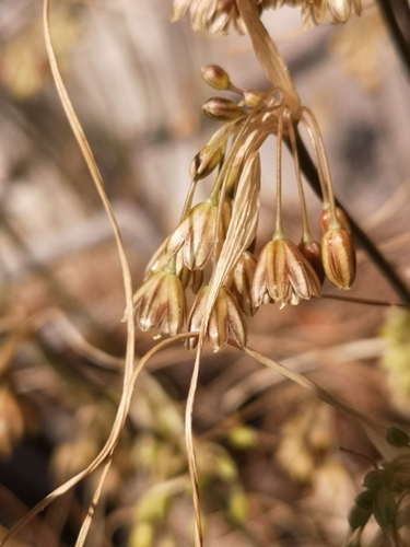 Pale garlic (Allium fuscum)