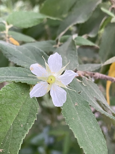 Muntingia calabura - Leaves