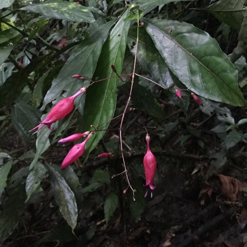 Stenostephanus haematodes · iNaturalist