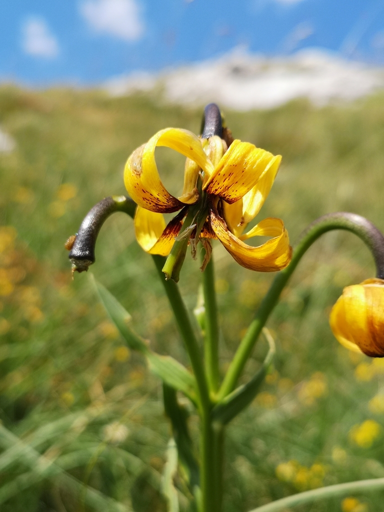 Bosnian Lily from Podgradina, Bosna i Hercegovina on July 22, 2020 at ...