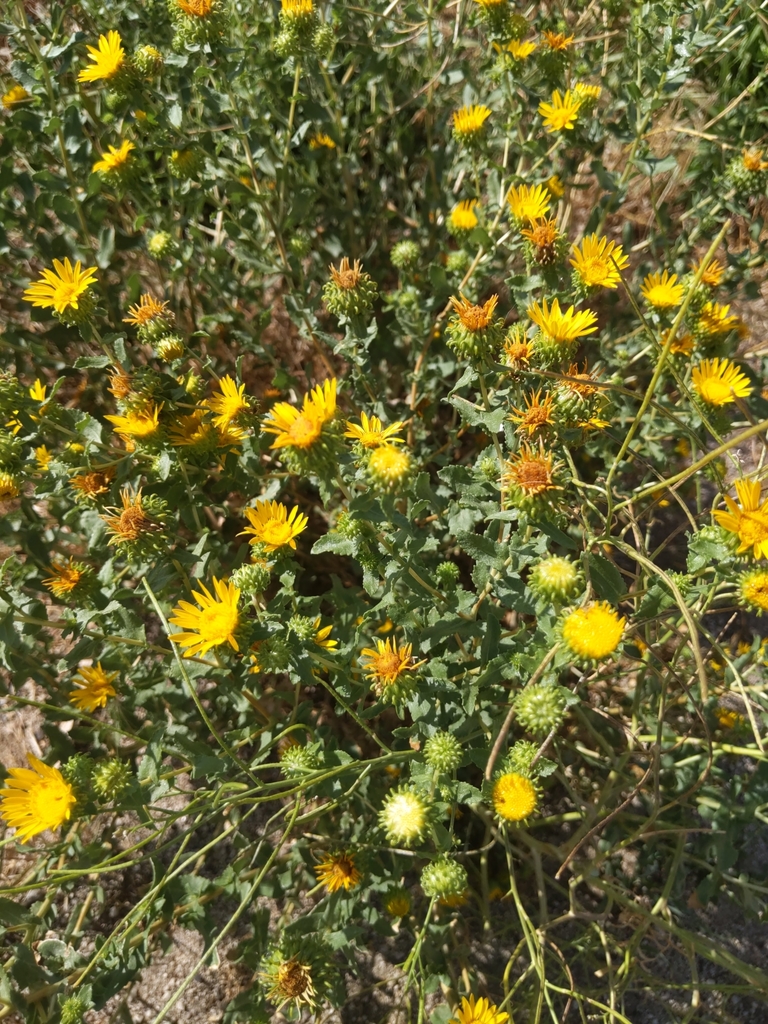 Curlycup Gumweed from Cottonwood Heights, UT, USA on July 24, 2020 at