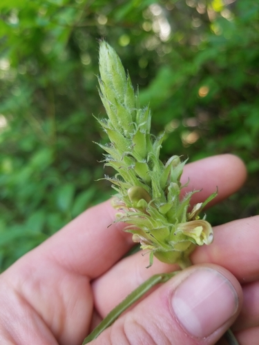 Pedicularis bracteosa var. bracteosa