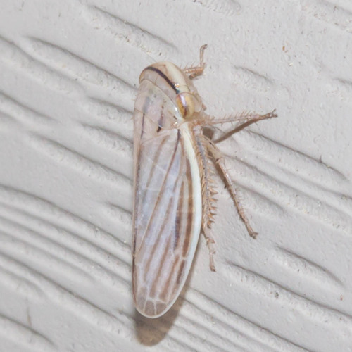 Athysanus