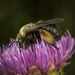 Eastern Thistle Longhorn Bee - Photo (c) joseph ferraro, all rights reserved, uploaded by joseph ferraro