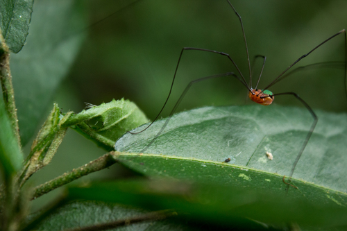 Leiobunum viridorsum