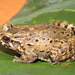 Leptodactylus colombiensis - Photo (c) ., όλα τα δικαιώματα διατηρούνται, uploaded by .