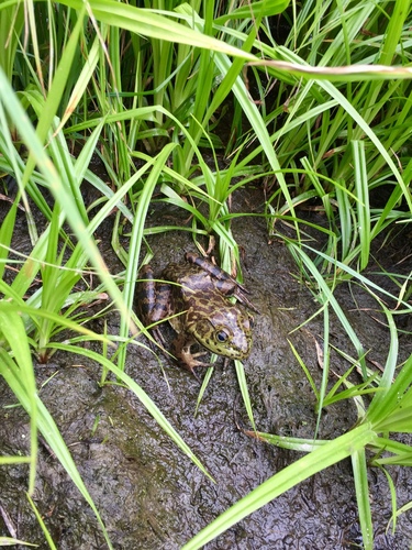 iNaturalist observation photo of American Bullfrog