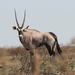 Oryx gazella gazella - Photo (c) Mick Drews, todos los derechos reservados, subido por Mick Drews