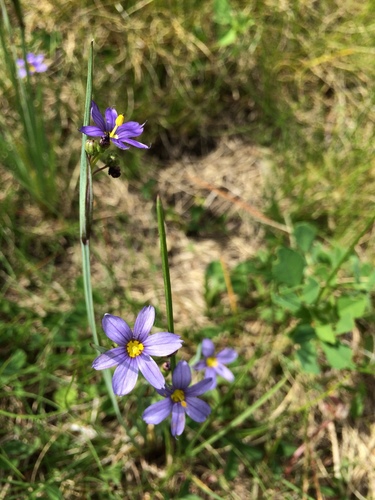 Sisyrinchium montanum var. montanum