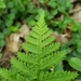 Spinulose Wood Fern - Photo (c) Nicolas Duvivier, all rights reserved, uploaded by Nicolas Duvivier