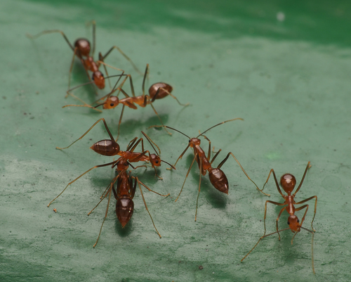 Yellow Crazy Ant