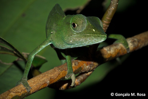 Marojejy Side-striped Chameleon