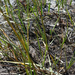 California Cordgrass - Photo (c) Chris Brown, all rights reserved, uploaded by Chris Brown