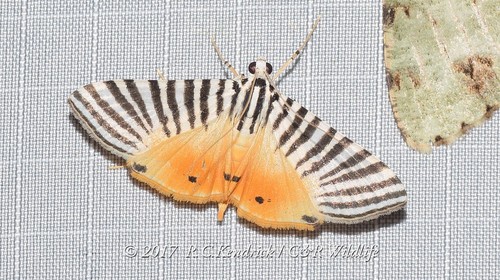 Dichocrocis zebralis Moore, 1867