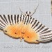 Dichocrocis zebralis - Photo (c) Roger C. Kendrick, todos los derechos reservados, subido por Roger C. Kendrick