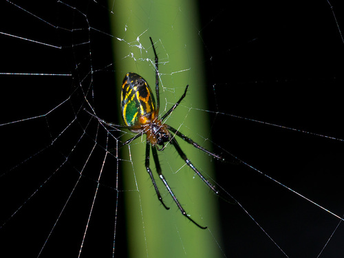 Leucauge mariana (Taczanowski, 1881)
