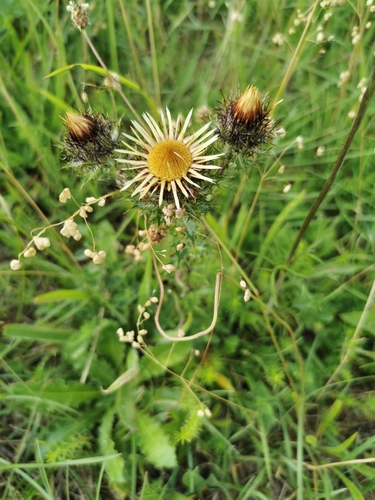 Carline Thistle