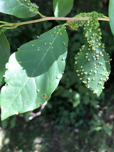 Black Tupelo Gall Mite