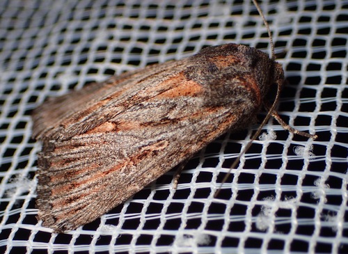 Ectopatria neuroides
