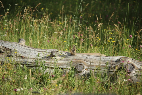 iNaturalist observation photo of Yellow-pine Chipmunk