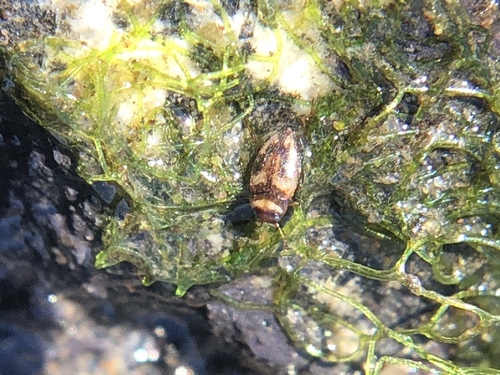 Neoclypeodytes cinctellus