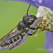 Megachile campanulae - Photo 由 cgpalahniuk 所上傳的 (c) cgpalahniuk，保留所有權利