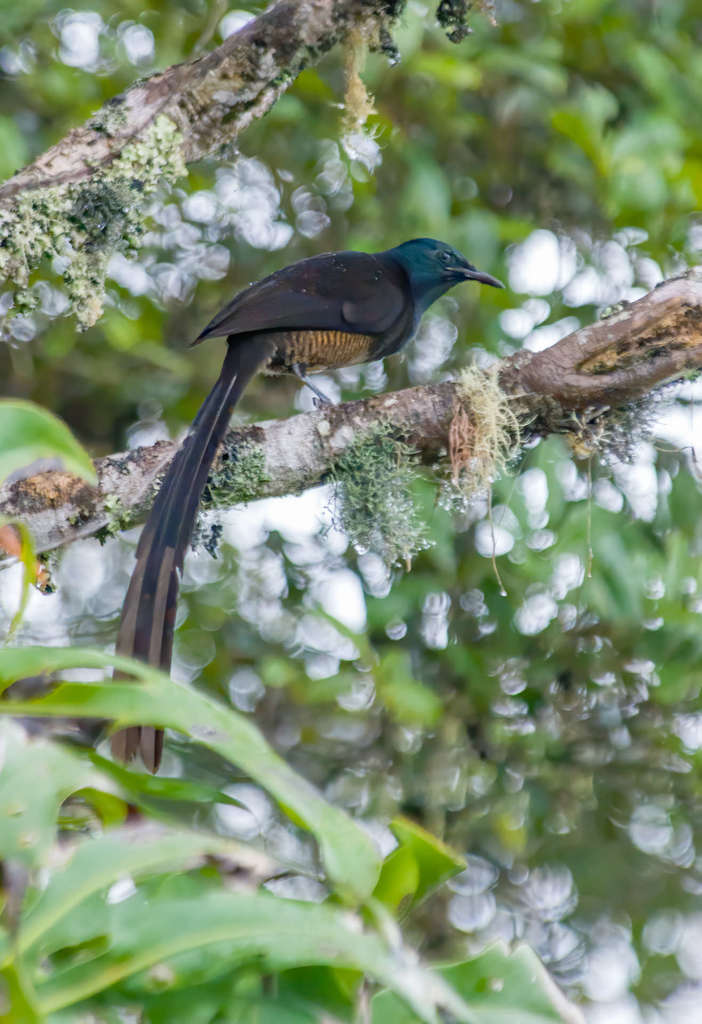 Stephanie's Astrapia (Astrapia stephaniae)