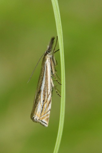 Hook-streaked Grass-veneer