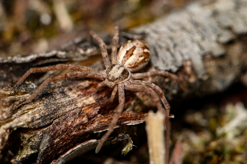 Attractive Running Crab Spider