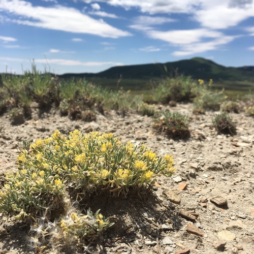 Physaria pulvinata