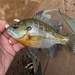 Bluegill - Photo (c) Ray Wilhite, all rights reserved, uploaded by Ray Wilhite