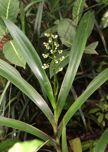 Haemodoraceae image