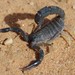 Fattail Scorpions - Photo (c) András Zboray, all rights reserved, uploaded by András Zboray