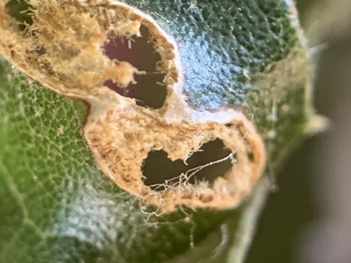 Live Oak Erineum Mite
