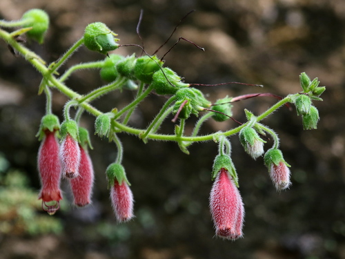 Sinningia sellovii