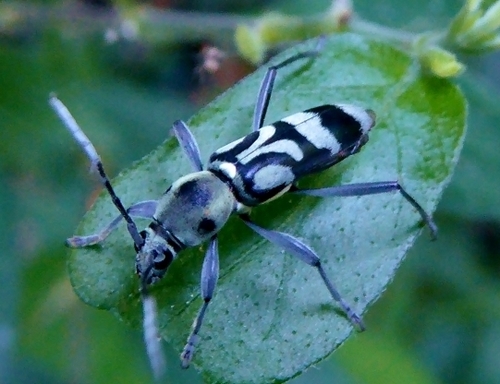 Chlorophorus manillae