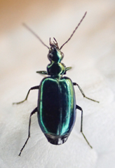 Lebia viridis image