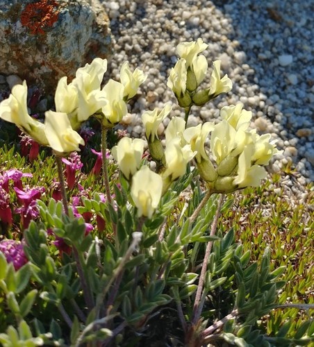 Oxytropis campestris var. cusickii