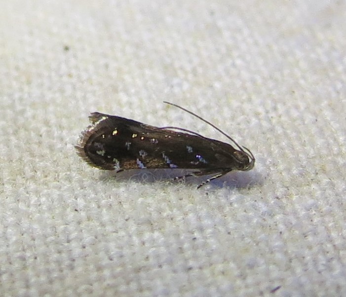 Strobisia iridipennella