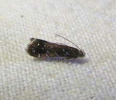 Strobisia iridipennella