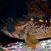 Yellowtail Rockfish - Photo (c) Kieran Cox, all rights reserved, uploaded by Kieran Cox