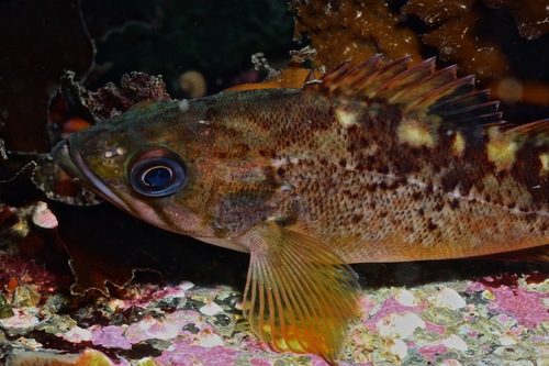 Yellowtail Rockfish