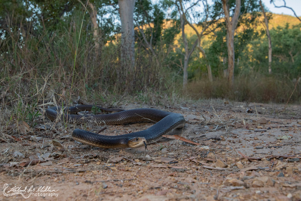 Coastal Taipan from Mount Stuart QLD 4811, Australia on July 25, 2020 ...