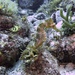 Observation photo