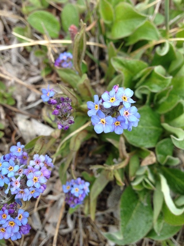 mountain forget-me-not